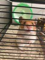 Hamster gezocht, Dieren en Toebehoren, Hamster, Juli, Meerdere dieren, Tam