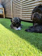 Oppas gezocht voor 2 lieve hondjes Lux en Nova