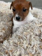 Jack russells puppy’s, Dieren en Toebehoren, Honden | Jack Russells en Terriërs, België, Particulier, Jack Russell Terriër, CDV (hondenziekte)