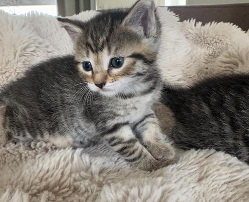 Lieve kittens (cyperse), Dieren en Toebehoren, Katten en Kittens | Raskatten | Korthaar, Poes, 0 tot 2 jaar, Ontwormd