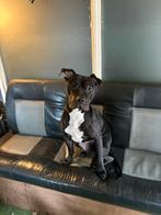 Amstaff x pitbull teefje, Overige rassen, 1 tot 2 jaar, Teef, Parvo