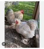 Cochin kriel (Isabel), Dieren en Toebehoren, Pluimvee, Meerdere dieren, Kip