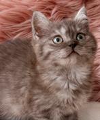 Schitterende choco creme en lilac britse korthaar kittens, Meerdere dieren, Ontwormd, 0 tot 2 jaar