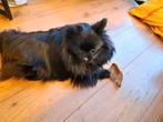 Pomeranian, Rabiës (hondsdolheid), Overige rassen, 1 tot 2 jaar, Teef