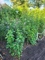 Hibiscus, Tuin en Terras, Planten | Struiken en Hagen, Ophalen, Overige soorten, Struik, 100 tot 250 cm