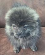 Te koop aangeboden pomeriaan puppies Reutjes /Mannetjes, Dieren en Toebehoren, Honden | Chihuahua's en Gezelschapshonden, Parvo