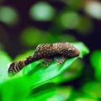 Ancistrus (Borstelneus, Algeneter), Dieren en Toebehoren, Vis