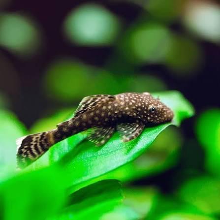 Ancistrus (Borstelneus, Algeneter), Dieren en Toebehoren, Vissen | Aquariumvissen, Vis
