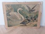 Schoolplaat Eend en Zwaan, Ophalen of Verzenden, Natuur en Biologie