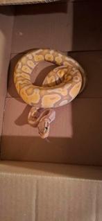 2 konings pythons zoeken nieuwe thuis, Dieren en Toebehoren, Reptielen en Amfibieën, Slang, 3 tot 6 jaar