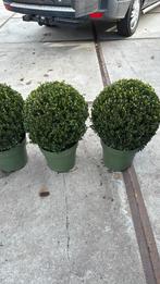 Ilex grenata  jenny 35/40 doorsnede mooi/betervind u niet, Vaste plant, Bloeit niet, Halfschaduw, Ophalen