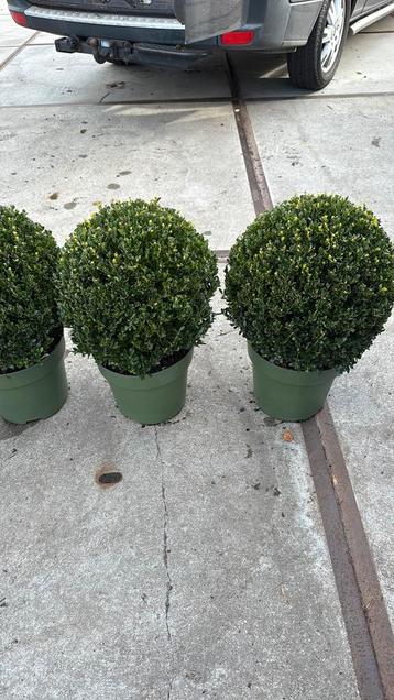 Ilex grenata  jenny 35/40 doorsnede mooi/betervind u niet beschikbaar voor biedingen