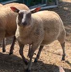Ramlammeren rouge de l’ouest x blue de maine Zwoegervrij, Dieren en Toebehoren, Schapen, Geiten en Varkens, Mannelijk, Schaap