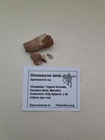 Spinosaurustand orgineel, Ophalen of Verzenden, Fossiel
