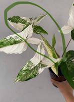 Syngonium Albo Variegata stekjes, Huis en Inrichting, Kamerplanten, Ophalen of Verzenden