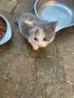 Nestje van 11 kittens, Dieren en Toebehoren, Katten en Kittens | Overige Katten, Geslacht onbekend, Kortharig, 0 tot 2 jaar