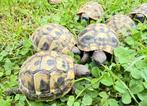 Griekse landschildpadden (THB), Schildpad, 0 tot 2 jaar