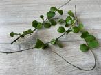 Hoya kanyakumariana 3 stekken voor, Bloeiende kamerplant, Ophalen of Verzenden, Halfschaduw, Minder dan 100 cm