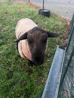 Suffolk stamboek ram, Dieren en Toebehoren, Mannelijk, Schaap