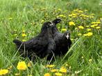 Jonge tamme Marans kippen te koop gesekst en ingeënt, Dieren en Toebehoren, Pluimvee, Kip, Vrouwelijk