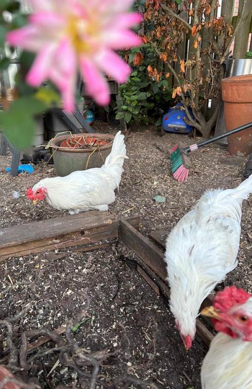 Araucana mix jonge haantjes, Dieren en Toebehoren, Pluimvee, Kip, Mannelijk