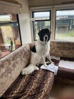 Landsheer teef - herplaatser 10 maanden wit/bruin - stamboom, Dieren en Toebehoren, Honden | Niet-rashonden, Rabiës (hondsdolheid)