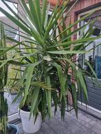 Grote Yucca Plant, Ophalen, Halfschaduw, Minder dan 100 cm