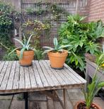 2 agaves in terracottapotten samen, Tuin en Terras, Planten | Tuinplanten, Ophalen, Zomer