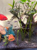 Jonkies van de red jewel chiclide bieden / gratis(ruilen), Dieren en Toebehoren, Vis, Zoetwatervis