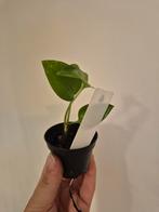 Epipremnum Aureum - Klein Plantje, Ophalen, Overige soorten, Halfschaduw, In pot