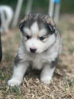 Pomsky puppys, Dieren en Toebehoren, België, Particulier, Overige rassen, CDV (hondenziekte)