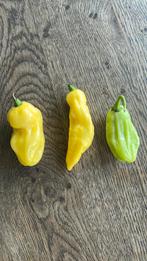 Madamme Jeanette chilipeper, Ophalen of Verzenden