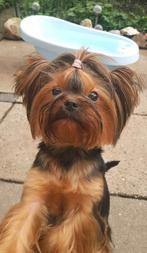 Yorkshire Terriër reuen en teefjes met stamboom ., Nederland, 1 tot 2 jaar, Parvo, Meerdere