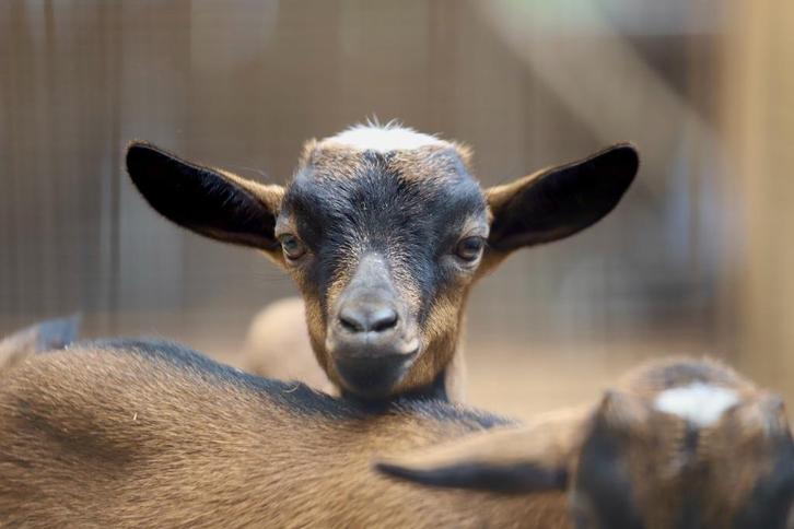 Dwerggeiten | Gezonde, tamme geiten | Passend advies!, Dieren en Toebehoren, Schapen, Geiten en Varkens, Geit, Meerdere dieren