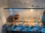 Terrarium in hele goede staat., Ophalen, Zo goed als nieuw, Terrarium of Paludarium