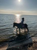 Lieve aanhankelijke shet, Dieren en Toebehoren, Pony's, Merrie, Gechipt, A pony (tot 1.17m), 11 jaar of ouder