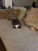 Dek kater, Dieren en Toebehoren, Katten en Kittens | Overige Katten, Kater