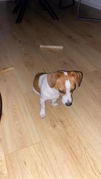 Jack Russel., Jack Russell Terriër, Reu, 1 tot 2 jaar, Eén hond