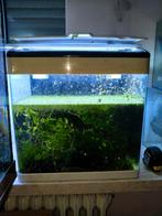 Aquarium met mix garnalen, Dieren en Toebehoren, Kreeft, Krab of Garnaal