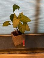 Syngonium Podophyllum - Pijlplant, Ophalen, Overige soorten, Halfschaduw, In pot