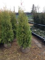 Thuja Brabant (goedkope haagconifeer) in div. maten, Tuin en Terras, Planten | Tuinplanten, Ophalen, Bloeit niet, Overige soorten