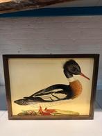 Mergus serrator mas foto Eend in houten lijst, Antiek en Kunst, Ophalen of Verzenden