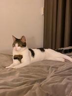 Moederpoes en kittens, Dieren en Toebehoren, Katten en Kittens | Overige Katten, Poes