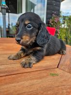 Black brindle cream drager reutje, Dieren en Toebehoren, Kaninchen, Nederland, Reu, CDV (hondenziekte)