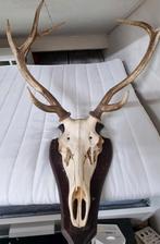 Hertenkop trofee op schild, Ophalen, Gebruikt, Hert, Gewei of Kop