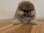 Pomeranian pomeriaan, Dieren en Toebehoren, Rabiës (hondsdolheid), Reu, 8 tot 15 weken, Poolhond