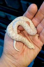 Heterodon nasicus SNOW 0.1, Dieren en Toebehoren, Reptielen en Amfibieën, Slang