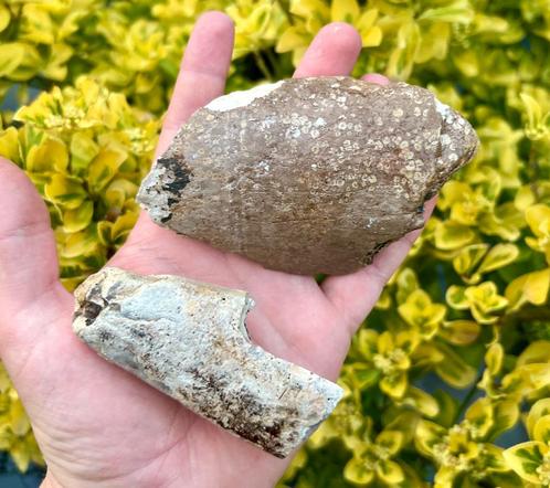 Mammoet Slagtand Noordzee, Verzamelen, Mineralen en Fossielen, Fossiel, Ophalen of Verzenden
