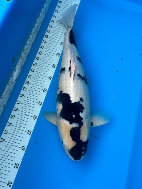 Shiro utsuri Omosako Japanse koi, Dieren en Toebehoren, Vissen | Vijvervissen, Karper of Koi