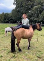 Stalling aangeboden Chaam 24/7 buiten, 1 paard of pony, Stalling